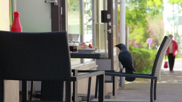 Ein Paar Dohlen beim Mittagessen im Café — Stockvideo