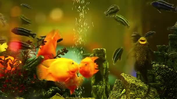 Aquariumvissen — Stockvideo
