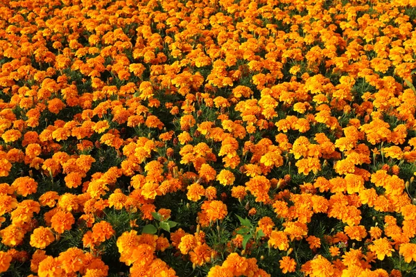 Orange marigolds — Stock Photo, Image