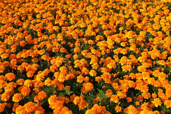 Calêndulas laranja — Fotografia de Stock