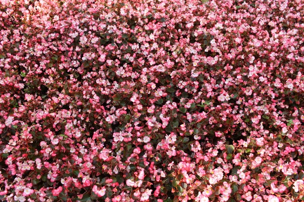 Розовая Бегония — стоковое фото
