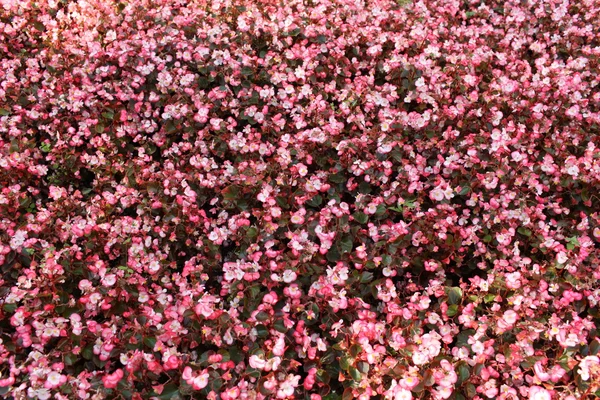 Begonia rosa — Fotografia de Stock