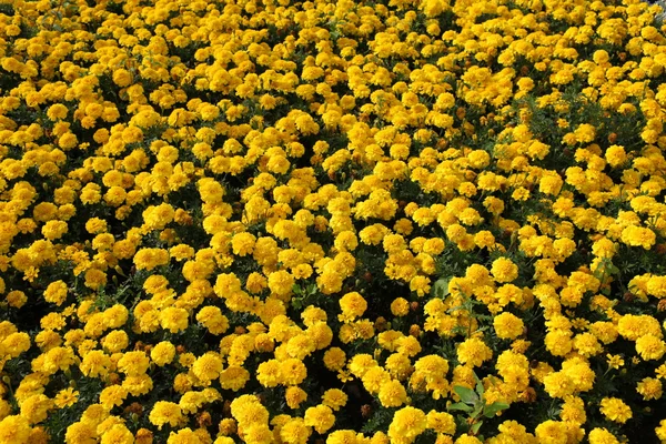 Calêndulas amarelas — Fotografia de Stock