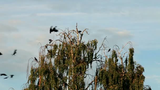 Ворона на дереве — стоковое видео