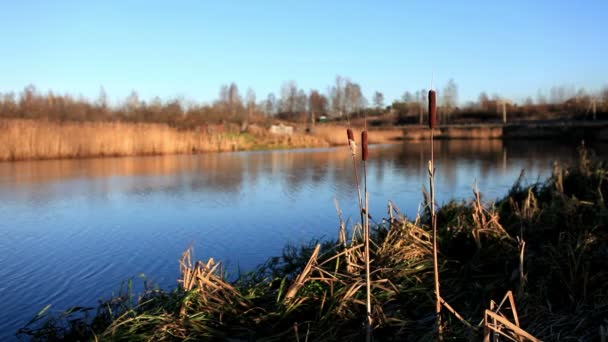 Kühler Morgen auf dem See — Stockvideo