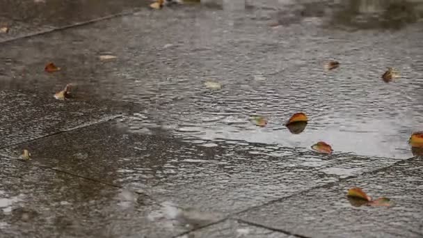 Осенний дождь — стоковое видео