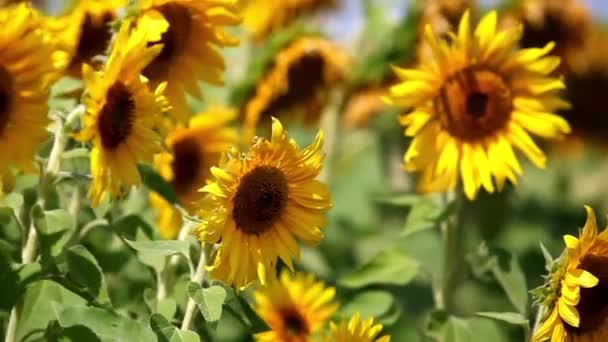 Girasoles — Vídeo de stock