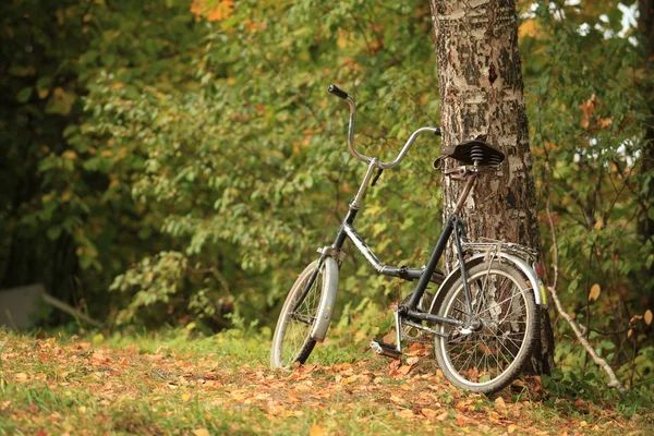 Ağaç Bisiklet tezgahı — Stok fotoğraf