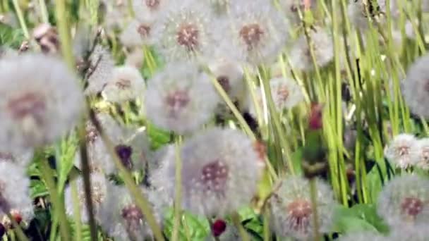 Diente de león en el prado — Vídeo de stock