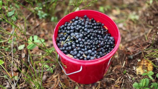 Full bucket of blueberries — Stock Video