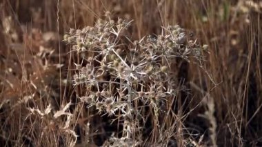 Thorn tumbleweed alan