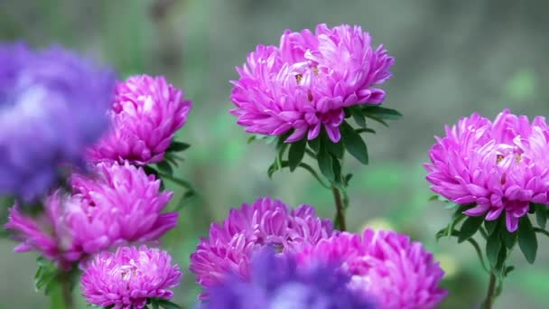 Heldere bloemen asters — Stockvideo