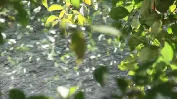 Yaz Bahçe su sulama jetler — Stok video