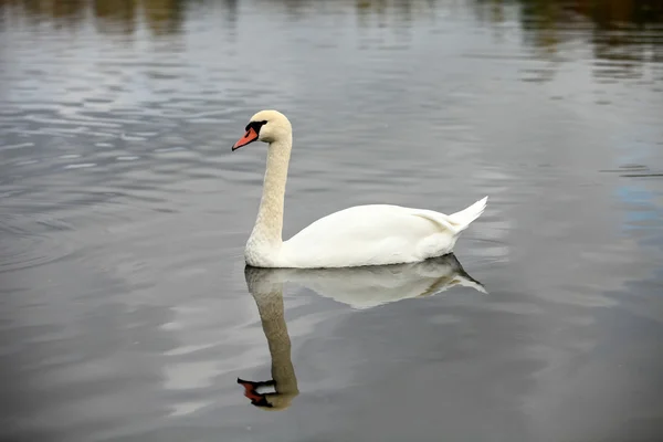 Swan screamer — Stock Photo, Image