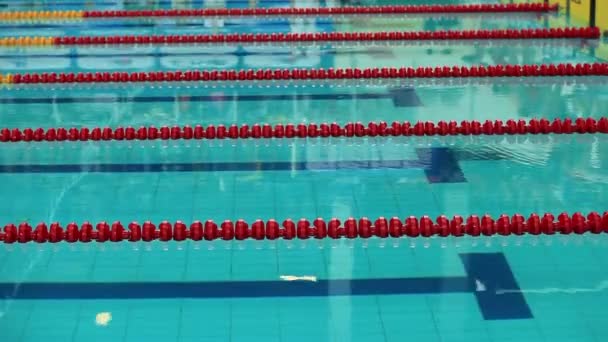 Borboleta de natação — Vídeo de Stock