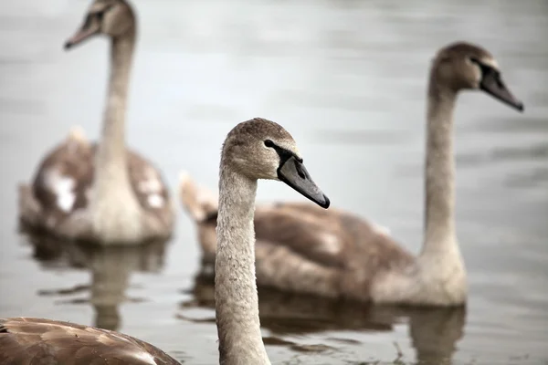 Τα Cygnet — Φωτογραφία Αρχείου