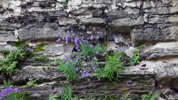 Квіти на камені — стокове відео