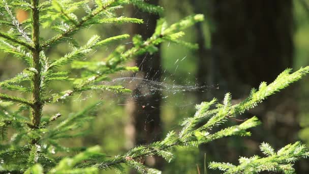 Viktlös spindelnät i skogen — Stockvideo