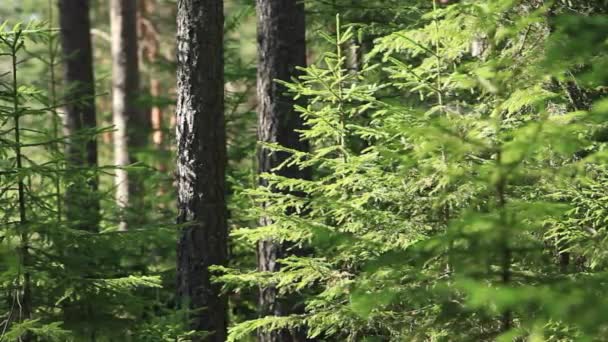 Teia de aranha sem peso na floresta — Vídeo de Stock