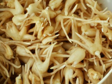 Orchis 'in taze kökleri yakın plan.