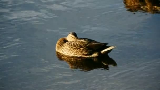 Canard Colvert Somnolant Avec Tête Sous Son Aile Sur Eau — Video