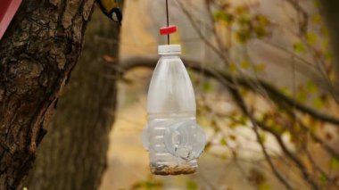 Meme faresi kuşu yavaş çekimde yakın çekimde uçar.