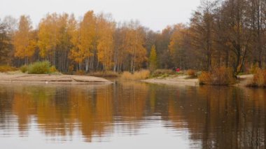 Güzel sarı sonbahar manzarası, nehir ormanı yansıması.