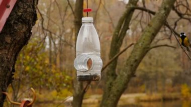 bir kuş meme faresinin uçuşu yavaş çekimde yakın çekimde