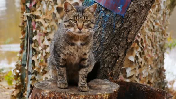 Tabby Katze Sitzt Auf Baumstumpf — Stockvideo