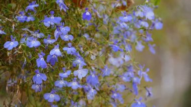 Lobelia küçük mavi çiçekler yakın plan