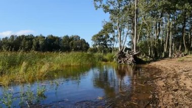 Güzel nehir manzarası, sazlık ormanı kumlu plaj güneşli bir gün