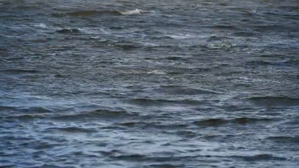 白羊慢动作的严重冷海浪 — 图库视频影像