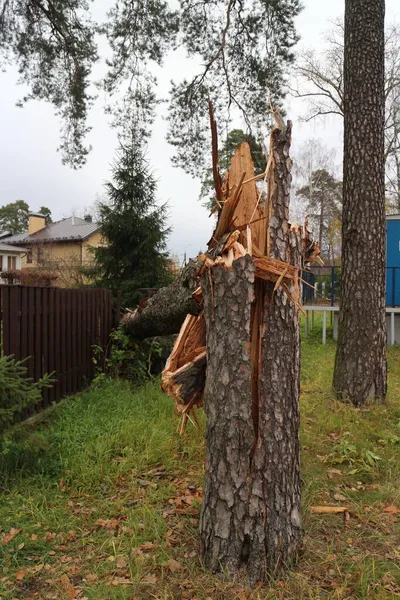 一棵大松树被飓风刮倒 损坏了栅栏 — 图库照片