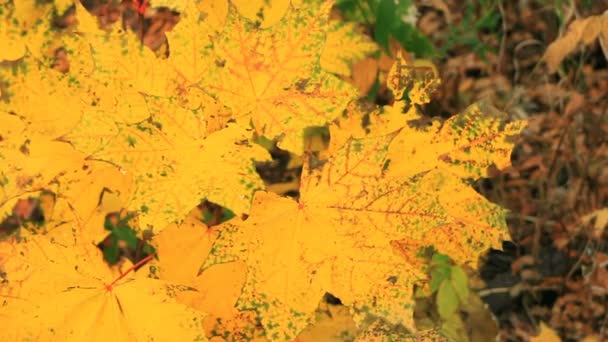 Folhas Bordo Amarelas Verdes Variegadas Com Veias Vermelhas Oscilando Outono — Vídeo de Stock