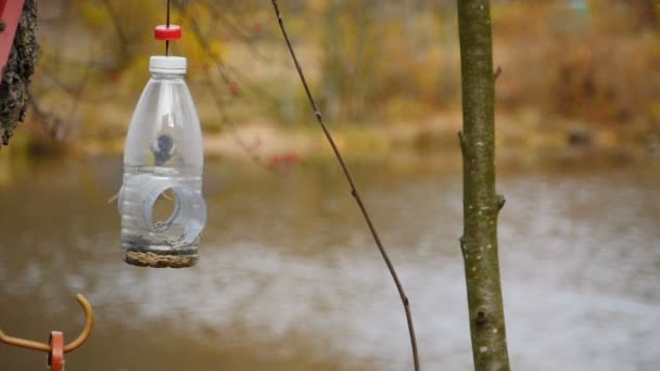 在秋季的特写中 灵巧的小鸟在喂食机旁边盘旋 动作缓慢 — 图库视频影像