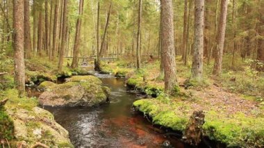 Sonbaharda ormandaki küçük kıvrımlı orman nehri 
