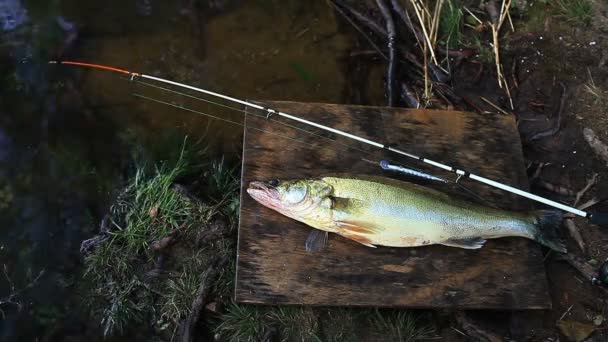 Fishing Rod Big Fish Zander River Still Life — Stock Video
