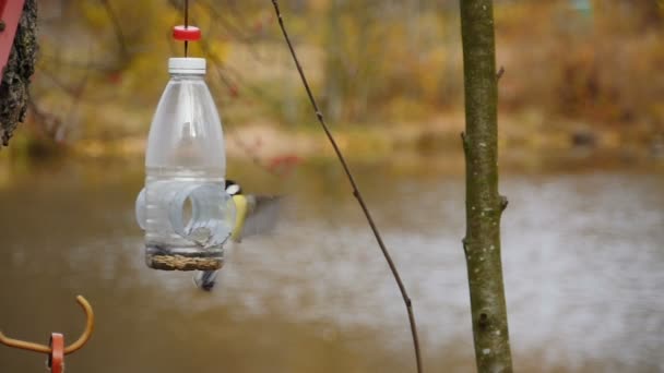 Twee Tietjes Vliegen Feeder Spelen Met Elkaar Slow Motion — Stockvideo