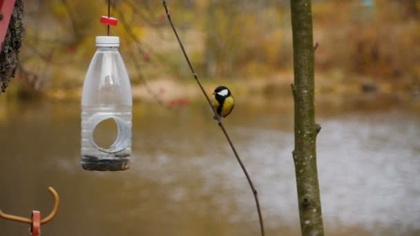 Titmouse Paira Voa Magistralmente Alimentador Câmera Lenta — Vídeo de Stock