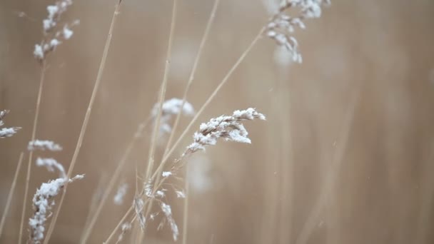 Paisaje Invierno Tallos Caña Seca Con Panículas Cubiertas Nieve Fondo — Vídeos de Stock