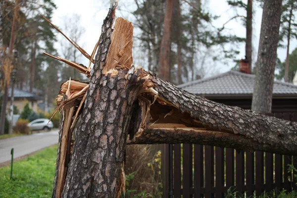 Pin Énorme Est Brisé Par Vent Tempête Cassé Clôture Maison — Photo