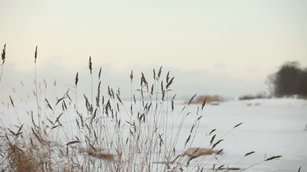 Winterlandschaft Der See Ist Zugefroren Und Mit Weißem Schnee Bedeckt — Stockvideo