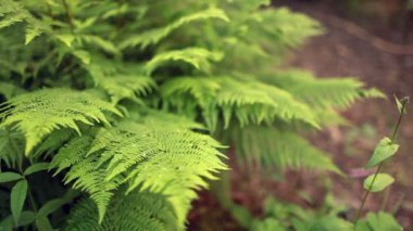 eğreltiotu vahşi, yeşil yapraklar, dizilim yakın