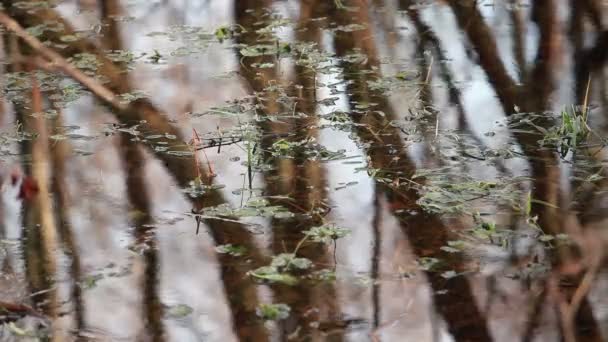 Vysoká Voda Zaplavený Les Kmeny Stromů Odrážející Vodě Podzim Abstraktní — Stock video