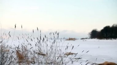 Kış gölü beyaz karla kaplı, soğuk rüzgâr sazların kuru saplarını sallıyor.