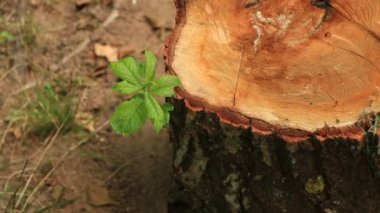  Bir kütüğün üzerinde yeşil filiz büyümüş. 