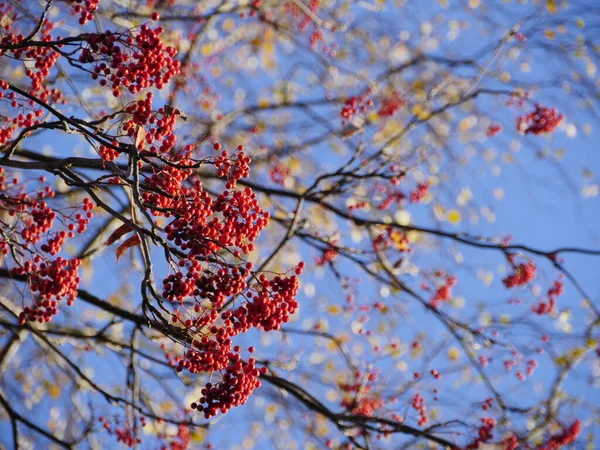 Reife Rote Vogelbeeren Auf Zweigen Herbst Vor Blauem Himmel — Stockfoto