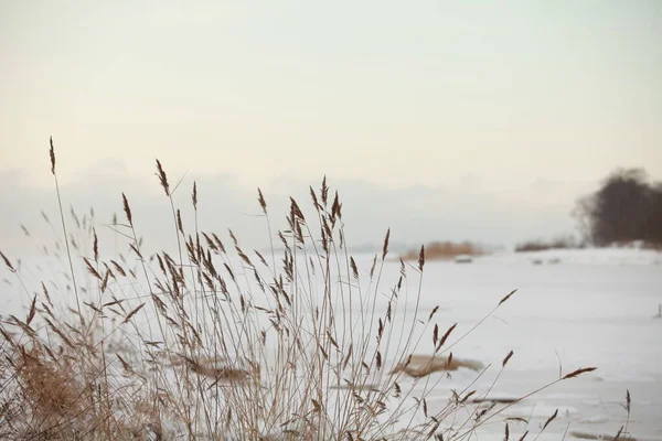 Cold Wind Shakes Dry Stalks Reeds Winter Lake Frozen Covered — Stock Photo, Image