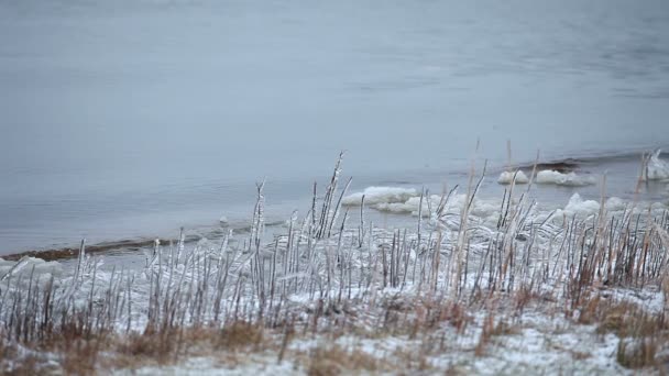 冰封在干枯的芦苇上冬天开始时湖滨的第一场霜冻 — 图库视频影像