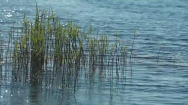 Güneş ışınlarıyla aydınlatılan sığ sularda yetişen yeşil sazlıklar.